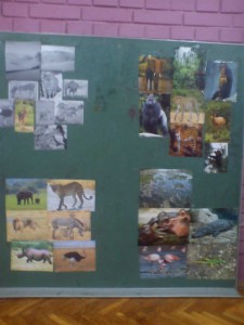 Afrika - životinje